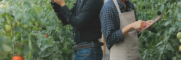 nel il industriale serra Due agricolo ingegneri test impianti Salute e analizzare dati con tavoletta computer. foto