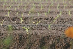 simbolo cuore terra giorno. manciata di sporco mani cuore forma. azienda agricola biologico terra. contadino mani suolo terra terra sporco giardino suolo azienda agricola terra. maschio mani pieno di fertile terra campo agricoltura concetto foto