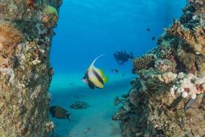 i pesci nuotano nel mar rosso, pesci colorati, eilat israele foto