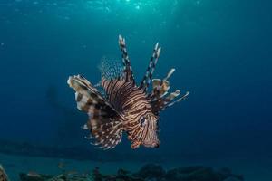 pesce leone nel mar rosso pesce colorato, eilat israele foto