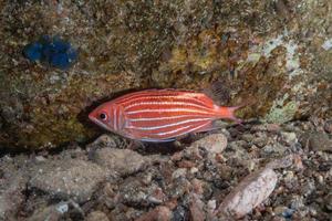 i pesci nuotano nel mar rosso, pesci colorati, eilat israele foto