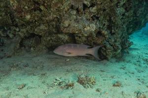 i pesci nuotano nel mar rosso, pesci colorati, eilat israele foto