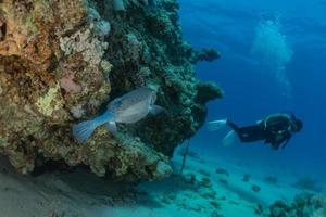 i pesci nuotano nel mar rosso, pesci colorati, eilat israele foto