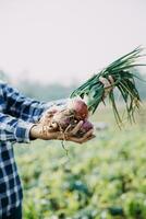 agricoltore utilizzare il nucleo dati Rete nel il Internet a partire dal il mobile per convalidare, test, e Selezionare il nuovo Ritaglia metodo. giovane agricoltori e tabacco agricoltura foto