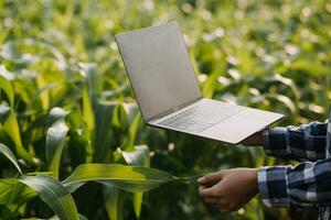 agricoltore utilizzare il nucleo dati Rete nel il Internet a partire dal il mobile per convalidare, test, e Selezionare il nuovo Ritaglia metodo. giovane agricoltori e tabacco agricoltura foto