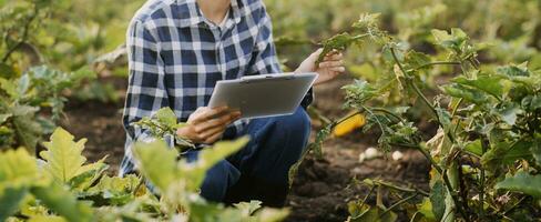 agricoltore utilizzare il nucleo dati Rete nel il Internet a partire dal il mobile per convalidare, test, e Selezionare il nuovo Ritaglia metodo. giovane agricoltori e tabacco agricoltura foto