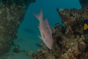 i pesci nuotano nel mar rosso, pesci colorati, eilat israele foto