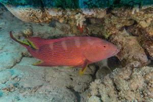 i pesci nuotano nel mar rosso, pesci colorati, eilat israele foto