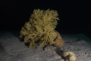 barriera corallina e piante acquatiche nel mar rosso, eilat israele foto