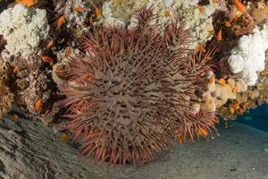 barriera corallina e piante acquatiche nel mar rosso, eilat israele foto