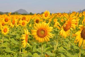 i girasoli fioriscono in giardino foto