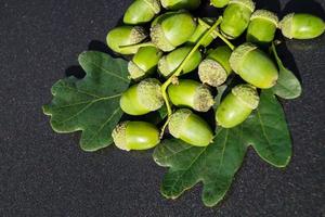 ghiande da una quercia foto