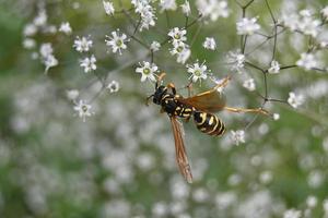 calabrone su piccoli fiori bianchi foto