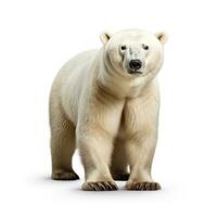 polare orso isolato su bianca sfondo. 3d illustrazione. studio. ai generativo foto