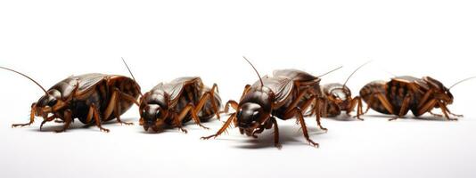 scarafaggi isolato su un' bianca sfondo. avvicinamento. 3d rendere. ai generativo foto