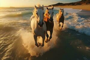 bellissimo cavalli in esecuzione su il spiaggia a tramonto. cavalli nel il mare. ai generativo foto