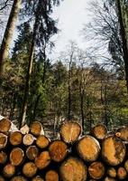 tagliare il tronco di legno nella foresta in natura foto