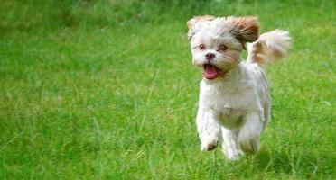 dolce cane carino sull'erba verde foto