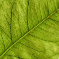 modello di foglie di piante naturali foto