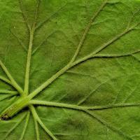 modello di foglie di piante naturali foto