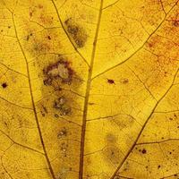 modello di foglie di piante naturali foto