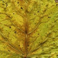 foglie di piante naturali macro foto