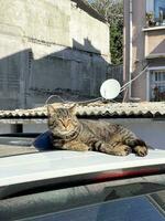 un' gatto dire bugie su il tetto di un' macchina, crogiolarsi nel il sole foto