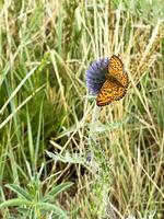 bellissimo farfalla su un' selvaggio fiore nel un' campo foto