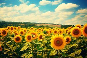 girasole campo con molte di girasoli foto