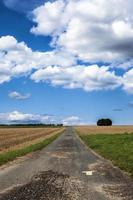 campo di punte di piante agricole in natura foto