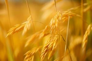 d'oro Grano campo impianti. creare ai foto