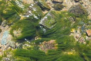 pietra e acqua fioriscono 2 foto