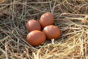 uova di gallina in un nido di pollo su paglia di riso foto