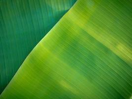 sfondo di foglie di banano naturale foto