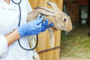 donna veterinaria con uno stetoscopio che tiene ed esamina il coniglio sul fondo del ranch da vicino. coniglietto nelle mani del veterinario per il controllo in una fattoria ecologica naturale. cura degli animali e concetto di agricoltura ecologica. foto