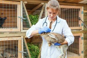 felice giovane donna veterinaria con lo stetoscopio che tiene ed esamina il coniglio sullo sfondo del ranch. coniglietto nelle mani del veterinario per il controllo in una fattoria ecologica naturale. cura degli animali e concetto di agricoltura ecologica. foto