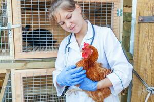 contento giovane veterinario donna con stetoscopio Tenere e l'esame pollo su ranch sfondo. gallina nel veterinario mani per dai un'occhiata su nel naturale eco azienda agricola. animale cura e ecologico agricoltura concetto. foto