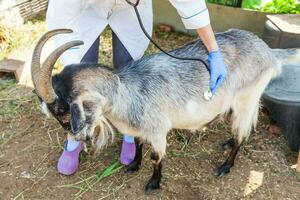 giovane donna veterinaria con uno stetoscopio che tiene ed esamina la capra sullo sfondo del ranch. giovane capra con le mani del veterinario per il controllo in una fattoria ecologica naturale. cura degli animali e concetto di agricoltura ecologica. foto