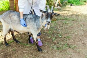 giovane donna veterinaria con uno stetoscopio che tiene ed esamina la capra sullo sfondo del ranch. giovane capra con le mani del veterinario per il controllo in una fattoria ecologica naturale. cura degli animali e concetto di agricoltura ecologica. foto