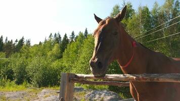 ippodromo concetto. moderno animale bestiame. Marrone cavallo stalloni nel stalla rilassante nel formazione recinto, azienda agricola campagna sfondo. cavallo nel paddock recinto per bestiame all'aperto. cavallo nel naturale eco azienda agricola. foto