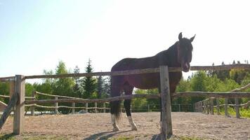 ippodromo concetto. moderno animale bestiame. Marrone cavallo stalloni nel stalla rilassante nel formazione recinto, azienda agricola campagna sfondo. cavallo nel paddock recinto per bestiame all'aperto. cavallo nel naturale eco azienda agricola. foto