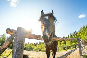 ippodromo concetto. moderno animale bestiame. Marrone cavallo stalloni nel stalla rilassante nel formazione recinto, azienda agricola campagna sfondo. cavallo nel paddock recinto per bestiame all'aperto. cavallo nel naturale eco azienda agricola. foto