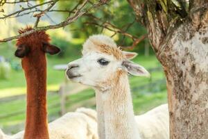 carino alpaca con faccia buffa che si rilassa nel ranch in una giornata estiva. alpaca domestici che pascolano sui pascoli nello sfondo naturale della campagna dell'azienda agricola ecologica. cura degli animali e concetto di agricoltura ecologica foto