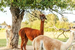 carino alpaca con faccia buffa che si rilassa nel ranch in una giornata estiva. alpaca domestici che pascolano sui pascoli nello sfondo naturale della campagna dell'azienda agricola ecologica. cura degli animali e concetto di agricoltura ecologica foto