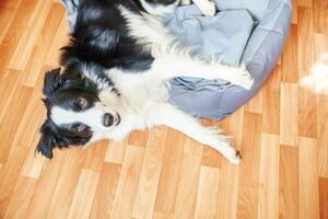 stare a casa. divertente ritratto di smilling cucciolo di cane border collie sdraiato nel letto del cane al chiuso. nuovo adorabile membro della famiglia cagnolino a casa che guarda e aspetta. concetto di quarantena per la cura degli animali domestici e la vita degli animali. foto