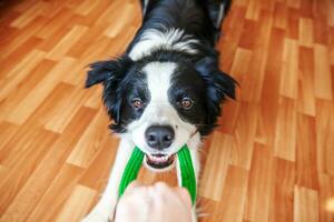 divertente ritratto di simpatico cucciolo di cane border collie che tiene in bocca un giocattolo verde colorato. nuovo adorabile membro della famiglia cagnolino a casa che gioca con il proprietario. concetto di cura degli animali e animali. foto