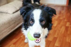 divertente ritratto di simpatico cucciolo di cane border collie che tiene la palla giocattolo in bocca. nuovo adorabile membro della famiglia cagnolino a casa che gioca con il proprietario. concetto di cura degli animali e animali. foto