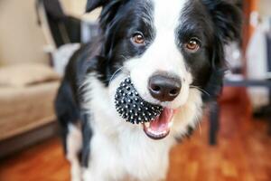 divertente ritratto di simpatico cucciolo di cane border collie che tiene la palla giocattolo in bocca. nuovo adorabile membro della famiglia cagnolino a casa che gioca con il proprietario. concetto di cura degli animali e animali. foto