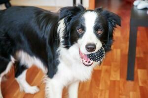 divertente ritratto di simpatico cucciolo di cane border collie che tiene la palla giocattolo in bocca. nuovo adorabile membro della famiglia cagnolino a casa che gioca con il proprietario. concetto di cura degli animali e animali. foto