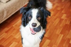 divertente ritratto di simpatico cucciolo di cane border collie che tiene la palla giocattolo in bocca. nuovo adorabile membro della famiglia cagnolino a casa che gioca con il proprietario. concetto di cura degli animali e animali. foto